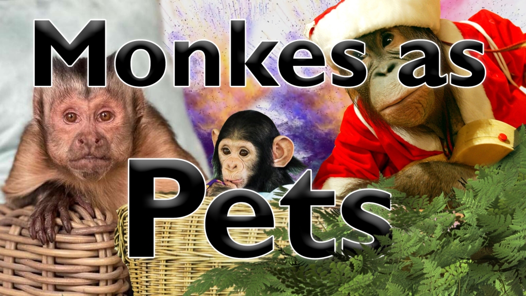 Monkes as Pets